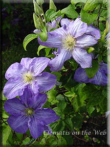 Clematis photograph