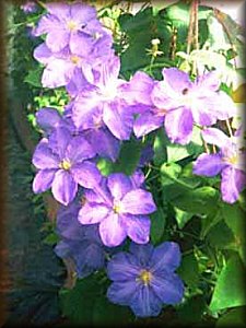 Clematis photograph