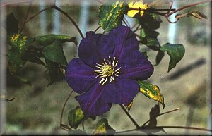 Clematis photograph