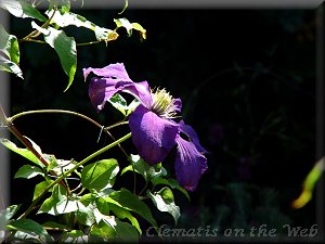 Clematis photograph