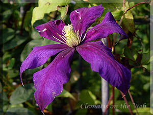 Clematis photograph