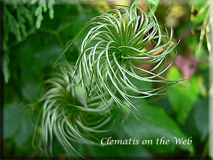 Clematis photograph