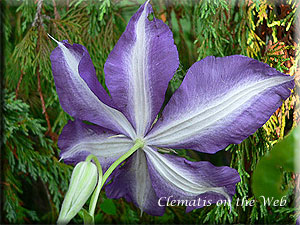 Clematis photograph