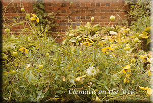 Clematis photograph