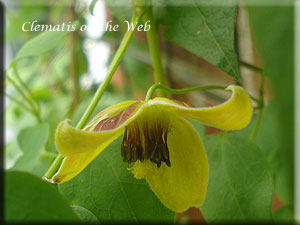 Clematis photograph