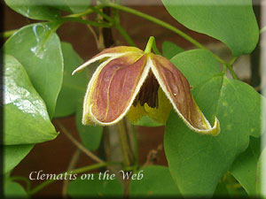 Clematis photograph