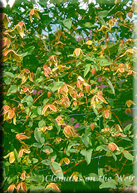 Clematis photograph