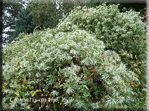 Clematis photograph