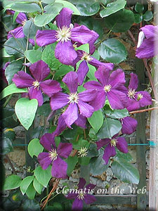 Clematis photograph