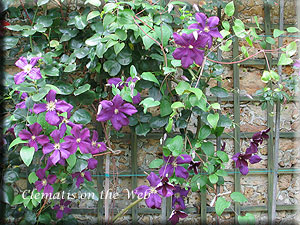 Clematis photograph