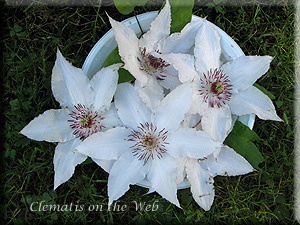 Clematis photograph