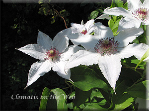 Clematis photograph