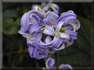 Clematis photograph