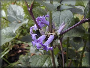 Clematis photograph