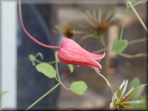 Clematis photograph