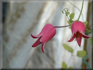 Clematis photograph