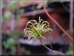 Clematis photograph