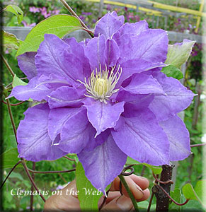 Clematis photograph