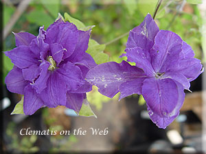 Clematis photograph