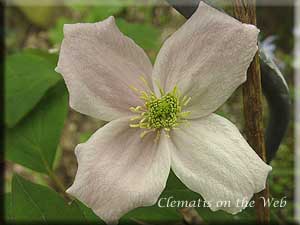 Clematis photograph