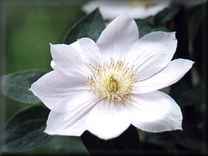 Clematis photograph