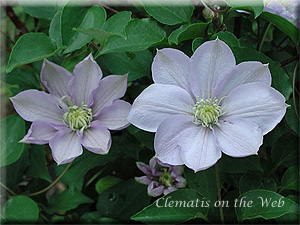 Clematis photograph