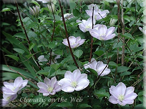 Clematis photograph