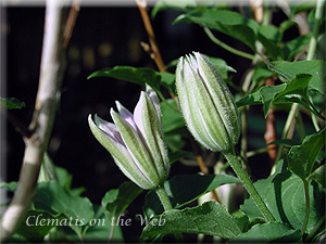 Clematis photograph