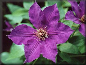 Clematis photograph