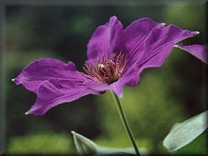 Clematis photograph