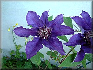 Clematis photograph