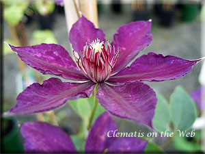 Clematis photograph