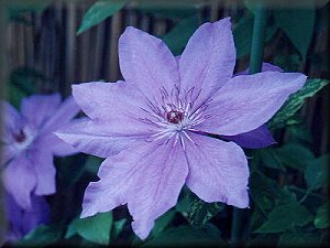 Clematis photograph