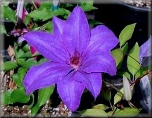 Clematis photograph