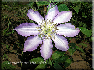 Clematis photograph