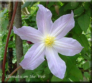 Clematis photograph