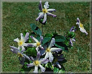 Clematis photograph