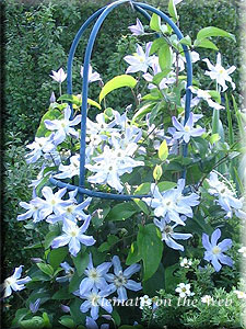 Clematis photograph