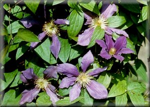 Clematis photograph