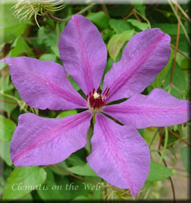 Clematis photograph