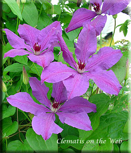 Clematis photograph