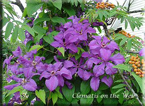 Clematis photograph