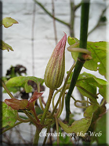 Clematis photograph