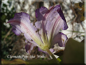 Clematis photograph