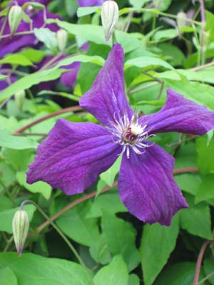 Clematis photograph