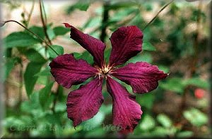 Clematis photograph