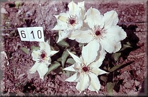 Clematis photograph