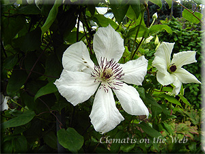 Clematis photograph