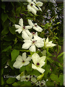 Clematis photograph