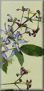 Clematis photograph